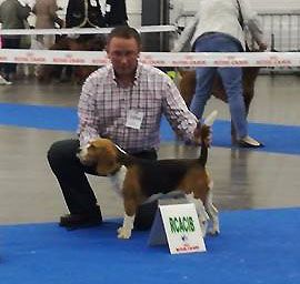 Iwa Des Chasseurs Du Temps - 1 er excellent CACS R-CACIB