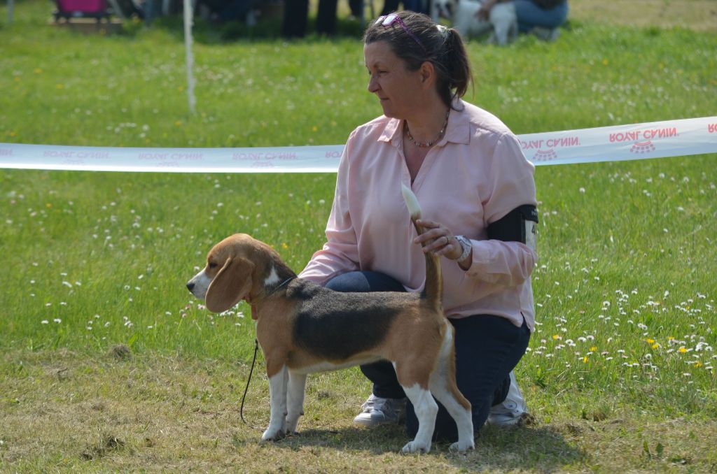 Trompette Des Chasseurs Du Temps - Très prometteur