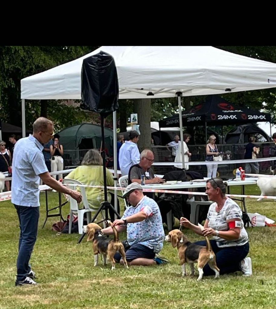 Trompette Des Chasseurs Du Temps - Très Prometteur - Meilleur Puppy