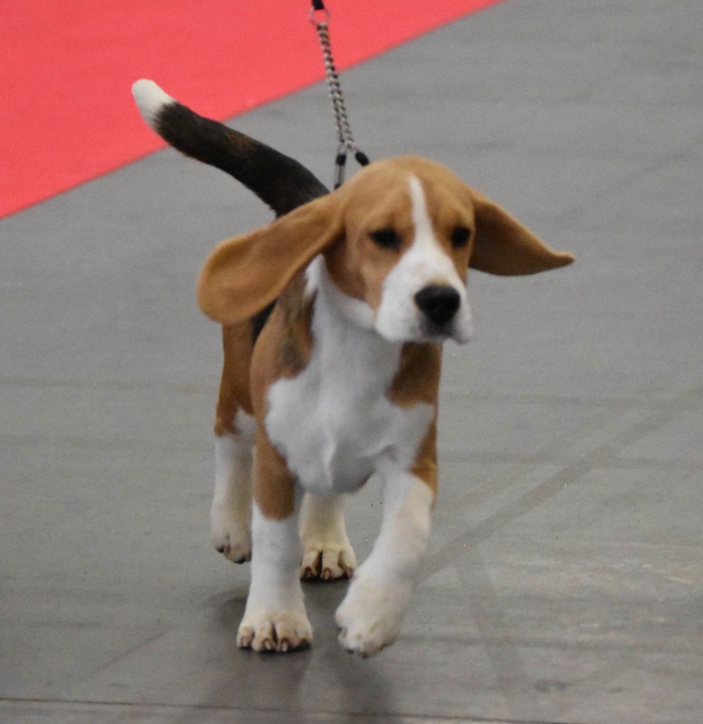 Trompette Des Chasseurs Du Temps - 1er Très ¨Prometteur