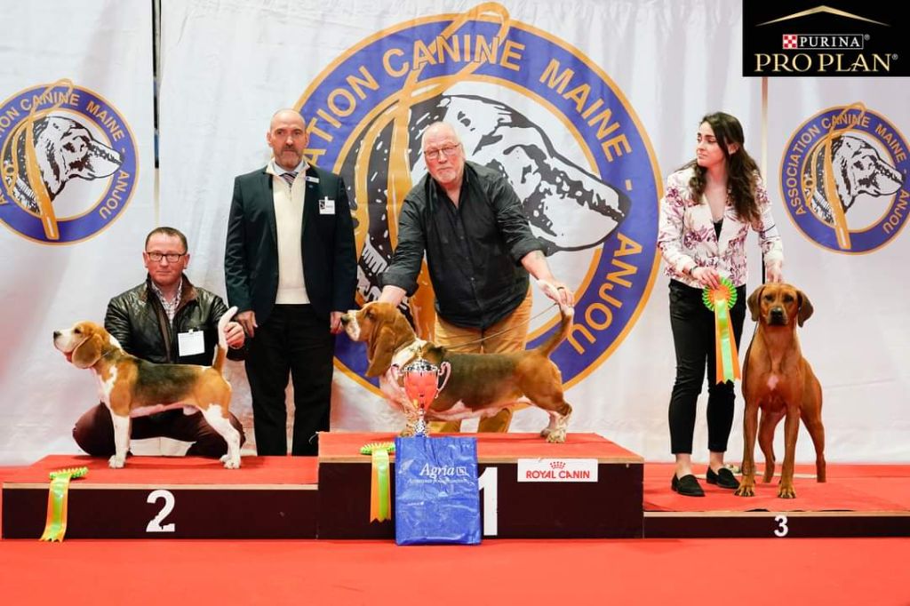 Pisteur Des Chasseurs Du Temps - CACS CACIB MEILLEUR DE RACE 2eme de Groupe