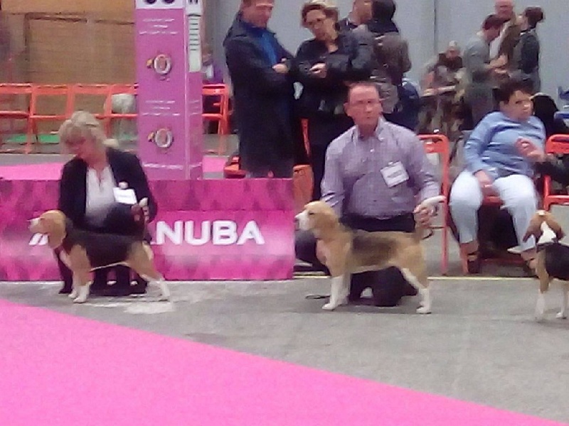 Larbalette Des Chasseurs Du Temps - 1 er excellent CACS R-CACIB