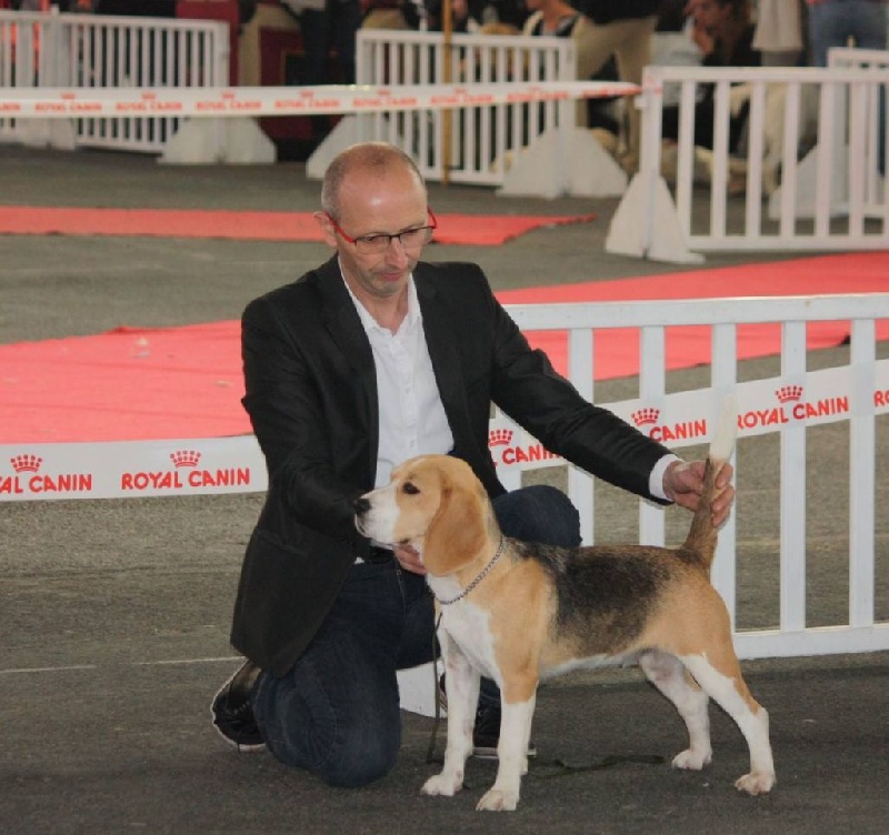 Larbalette Des Chasseurs Du Temps - 1er Excellent