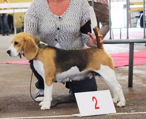 Jaguar Des Chasseurs Du Temps - 2ème Excellent