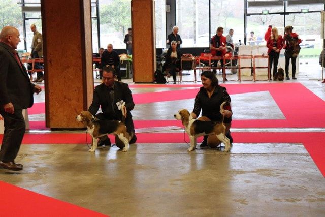 Puma Des Chasseurs Du Temps - 1er Très Prometteur