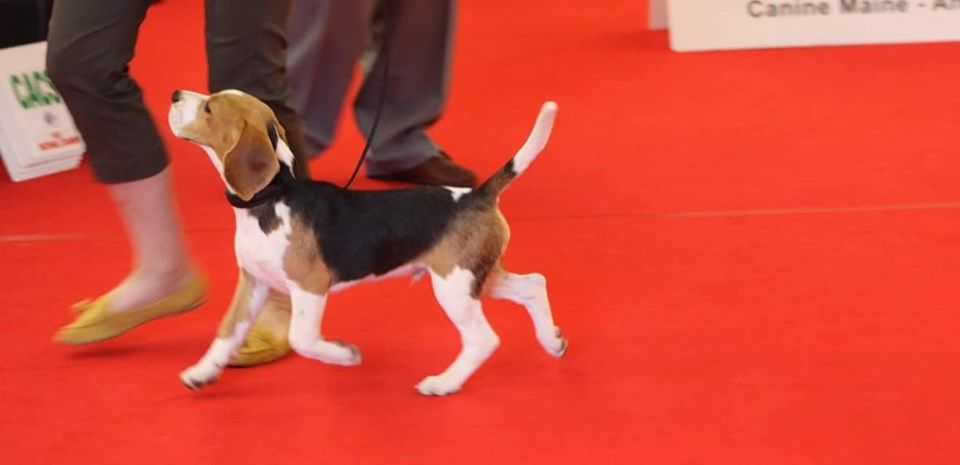 Pisteur Des Chasseurs Du Temps - 1er Très Prometteur - Meilleur Baby