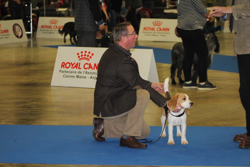 Prudence Des Chasseurs Du Temps - 1er Très Prometteur - Meilleur puppy