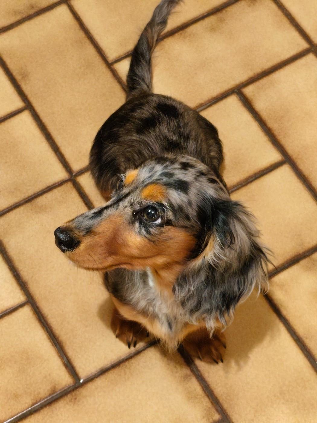 Publication : Du Palais De La Hardt Auteur : N.H.