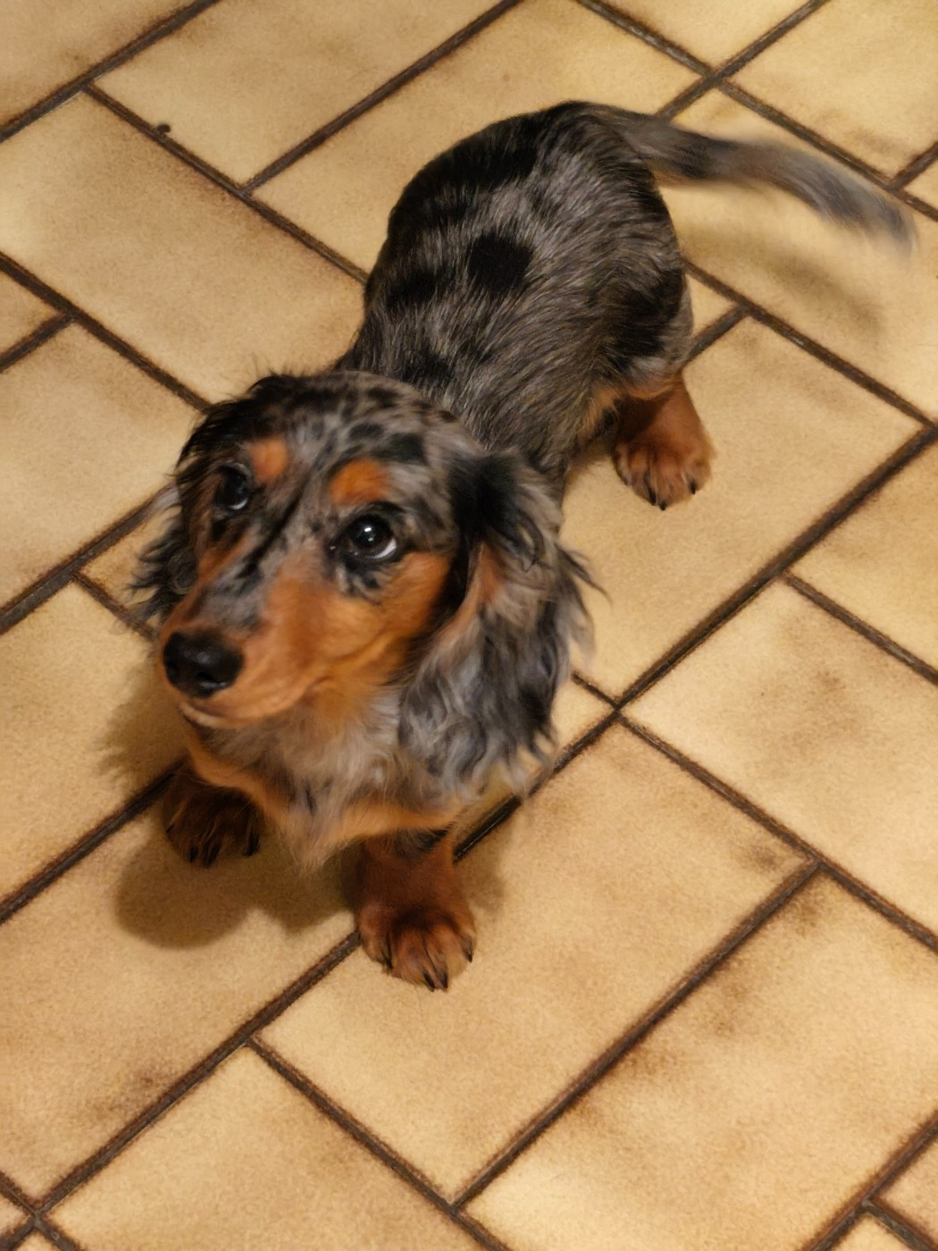 Publication : Du Palais De La Hardt Auteur : N.H.