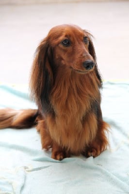 Du Palais De La Hardt