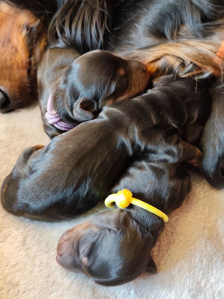 Teckel poil long - Du Palais De La Hardt