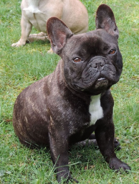 Publication : De Cans D'aragon Auteur : CANSARAGON