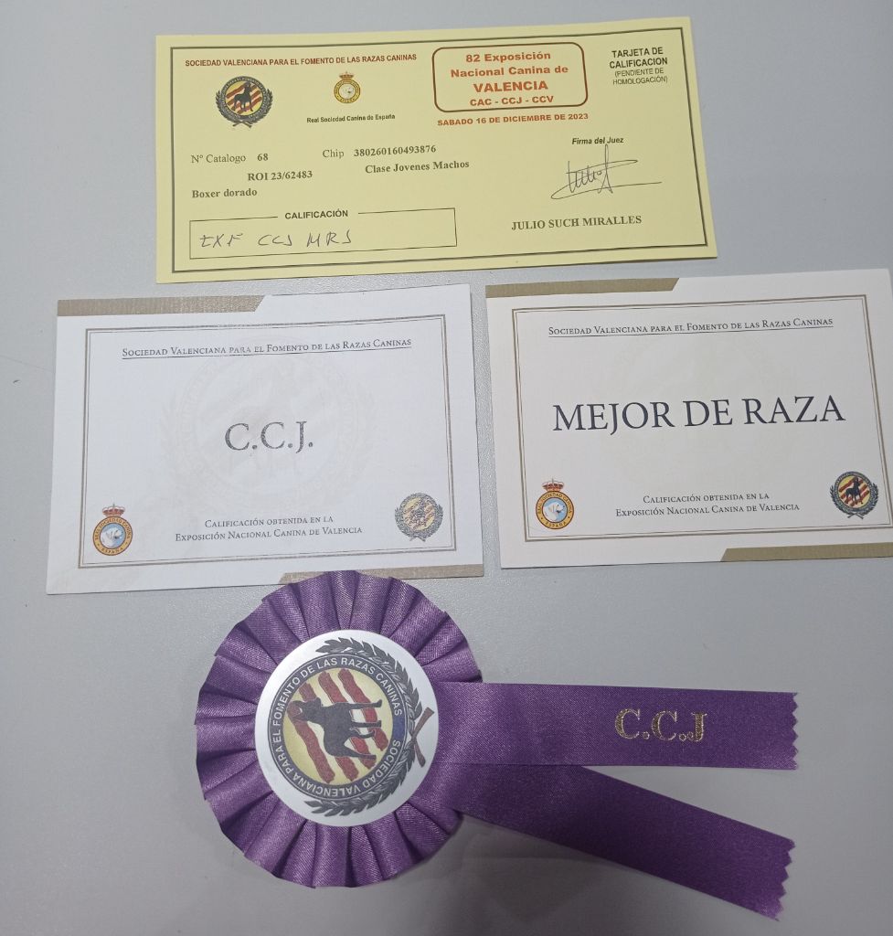 CH. Jaguar dell'oro di napoli - Exc 1º CCJ et Meilleur June de Race