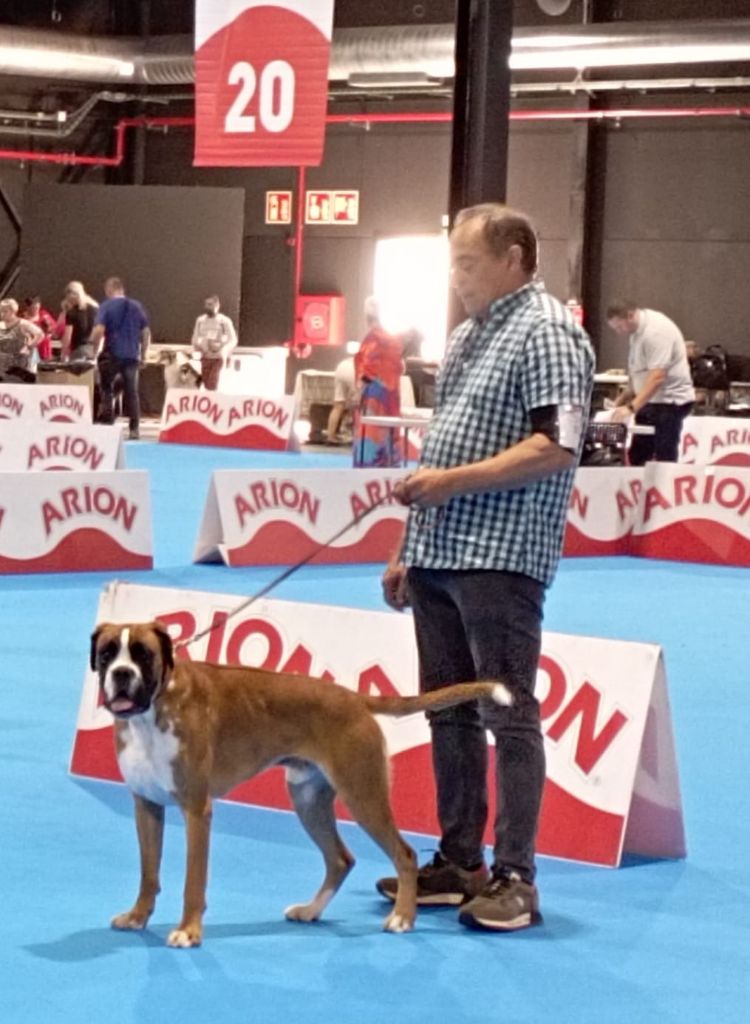 CH. Jaguar dell'oro di napoli - Exc 1º et CCJ