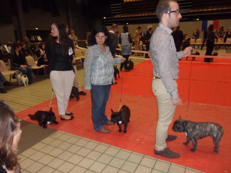 CH. Gulliber de la virreyna - EXCELLENT classe Jeunes mâles bringé