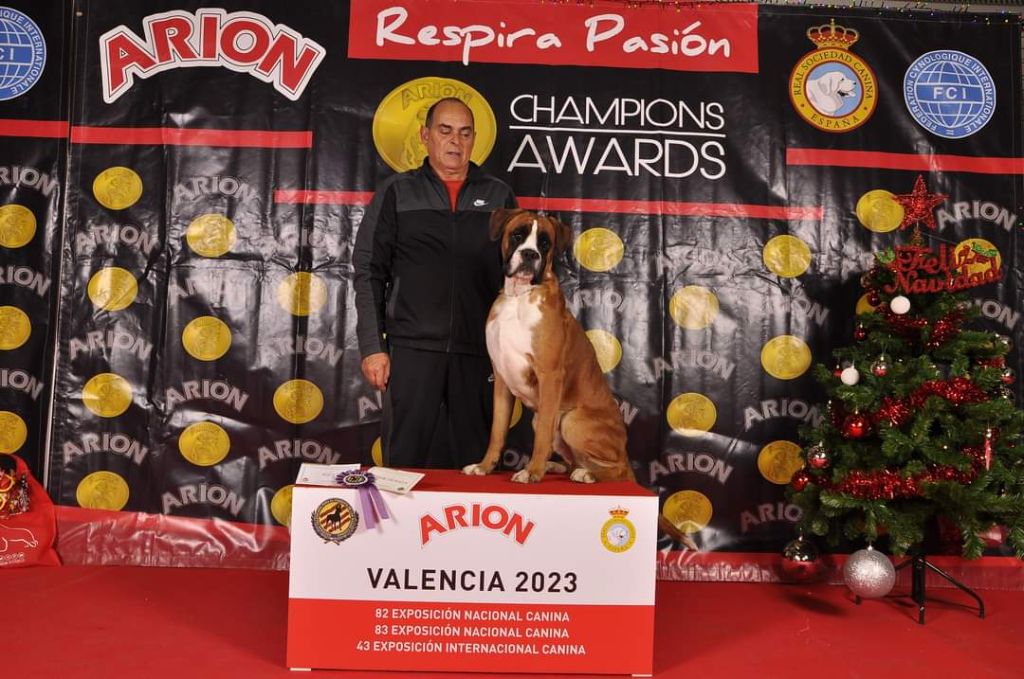 CH. Jaguar dell'oro di napoli - Exc 1º CCJ, CACIBJ et Meilleur de Race Jeune