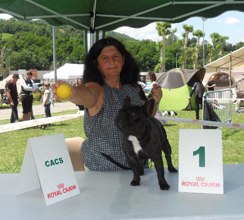 CH. Gulliber de la virreyna - EXC 1º CAC classe intermediaire mâle bringé