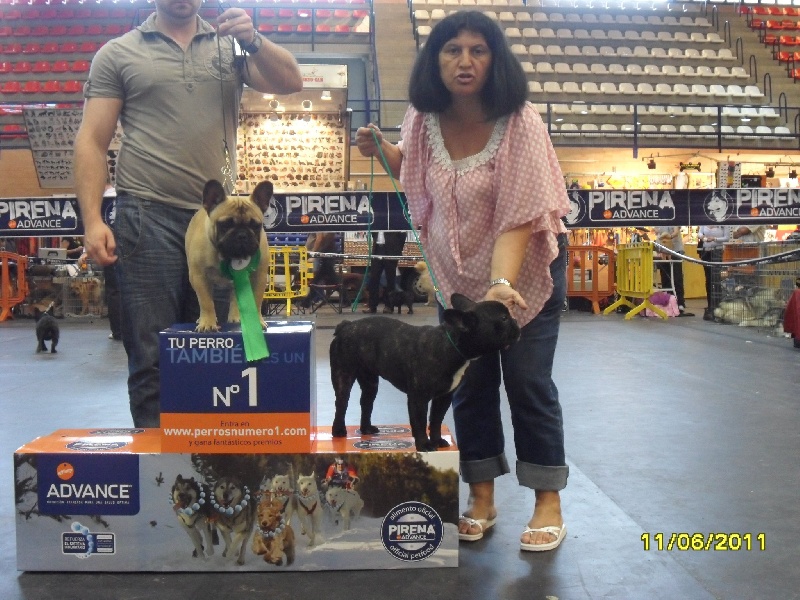 CH. Gulliber de la virreyna - TRÈS PROMETTEUR 3º Classe puppy mâles