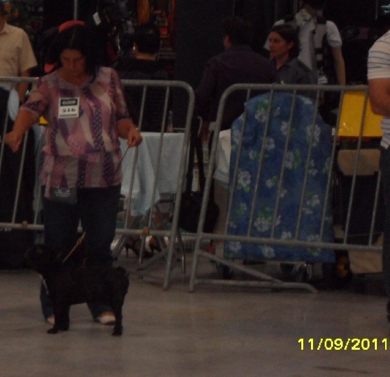 CH. Gulliber de la virreyna - EXCELENTE 4º Clase Jeunes