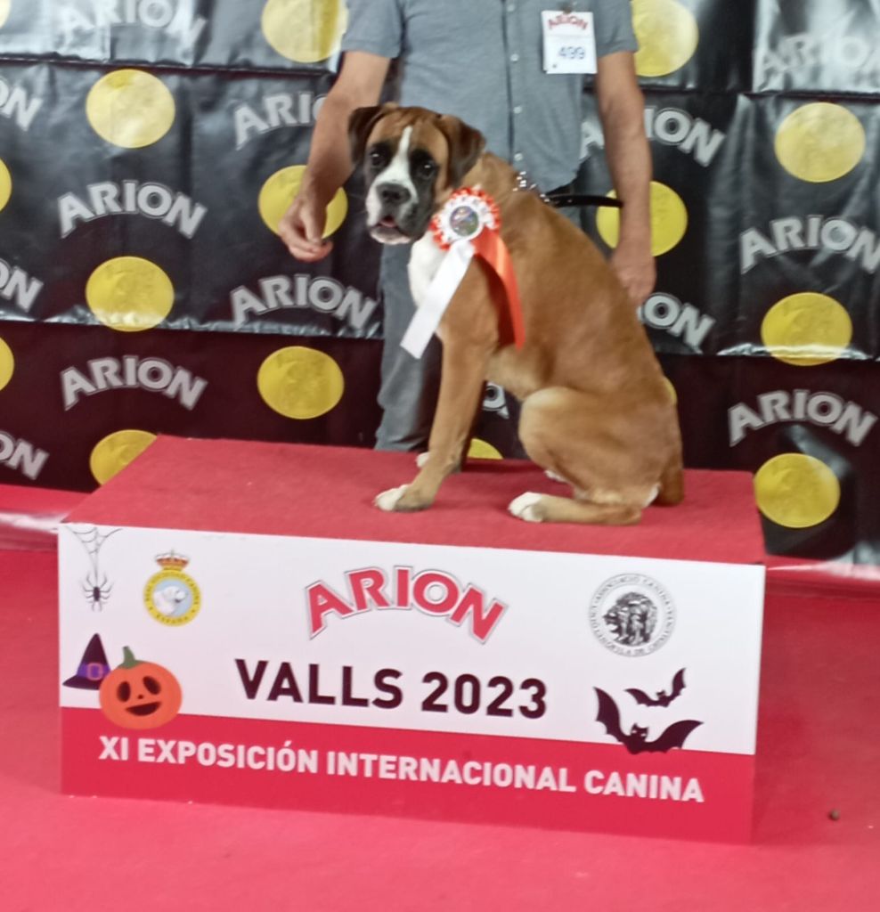 CH. Jaguar dell'oro di napoli - Très Prometeur 1º et Meilleur Puppy de sa Race