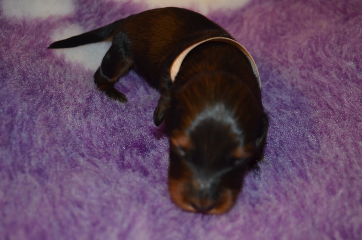 Chiot N°1 - Teckel poil long