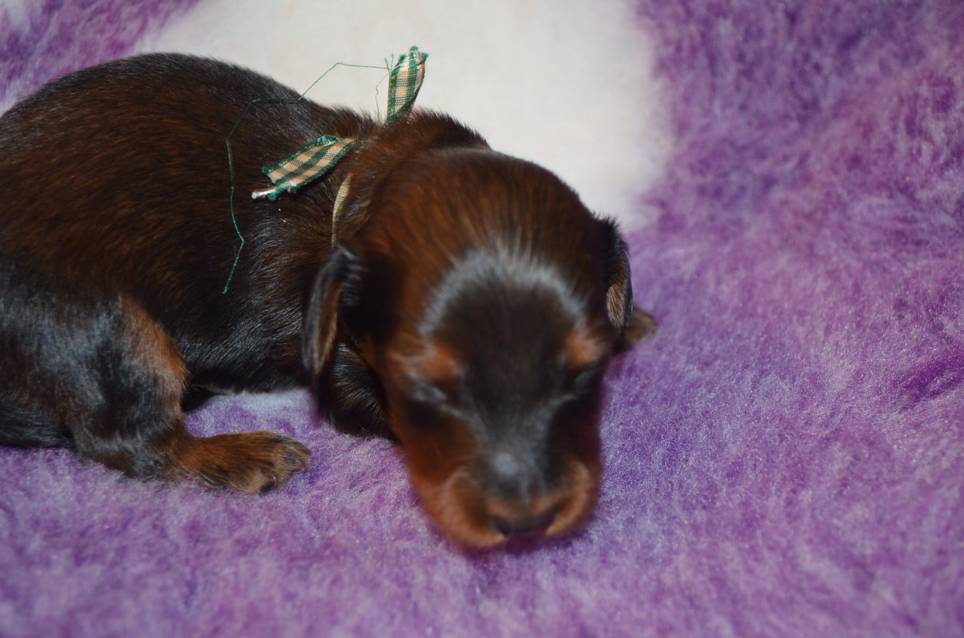 Chiot N°4 - Teckel poil long