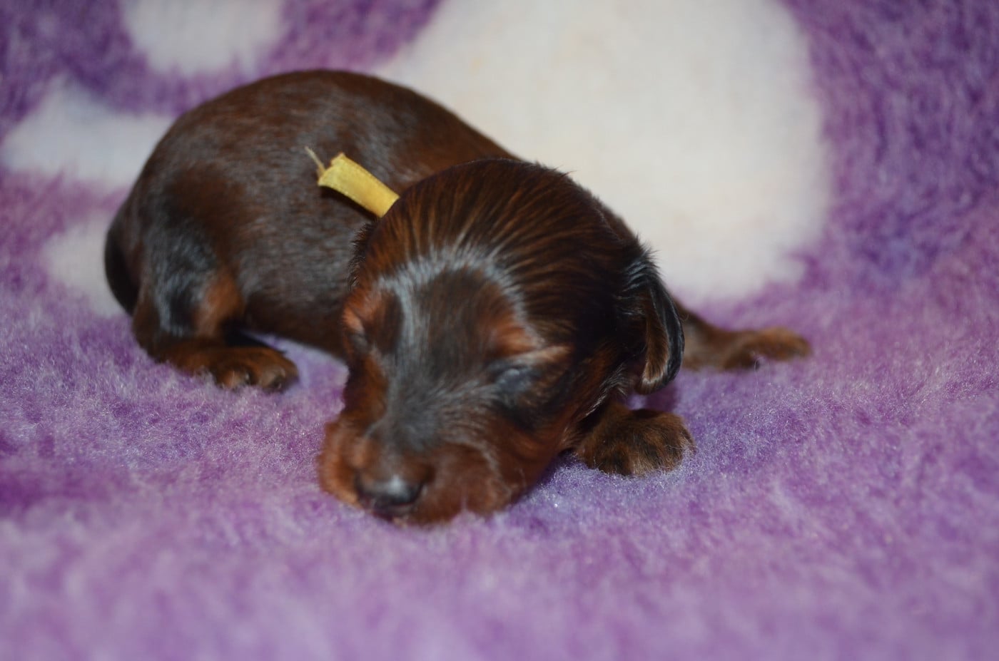 Chiot N°5 - Teckel poil long