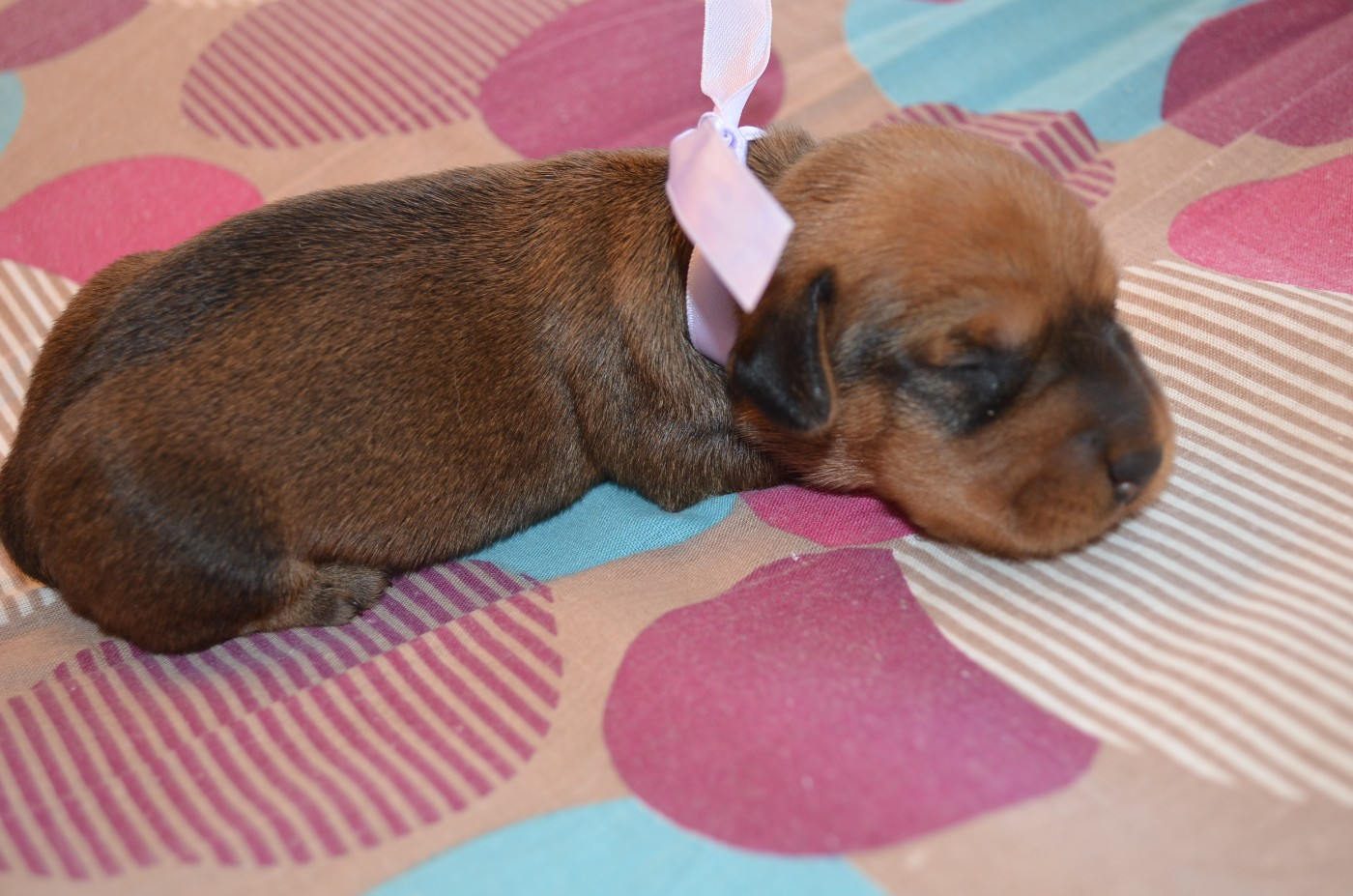 CHIOT 1
