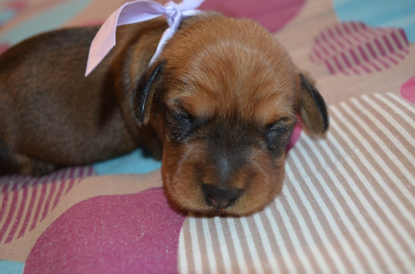 CHIOT 1