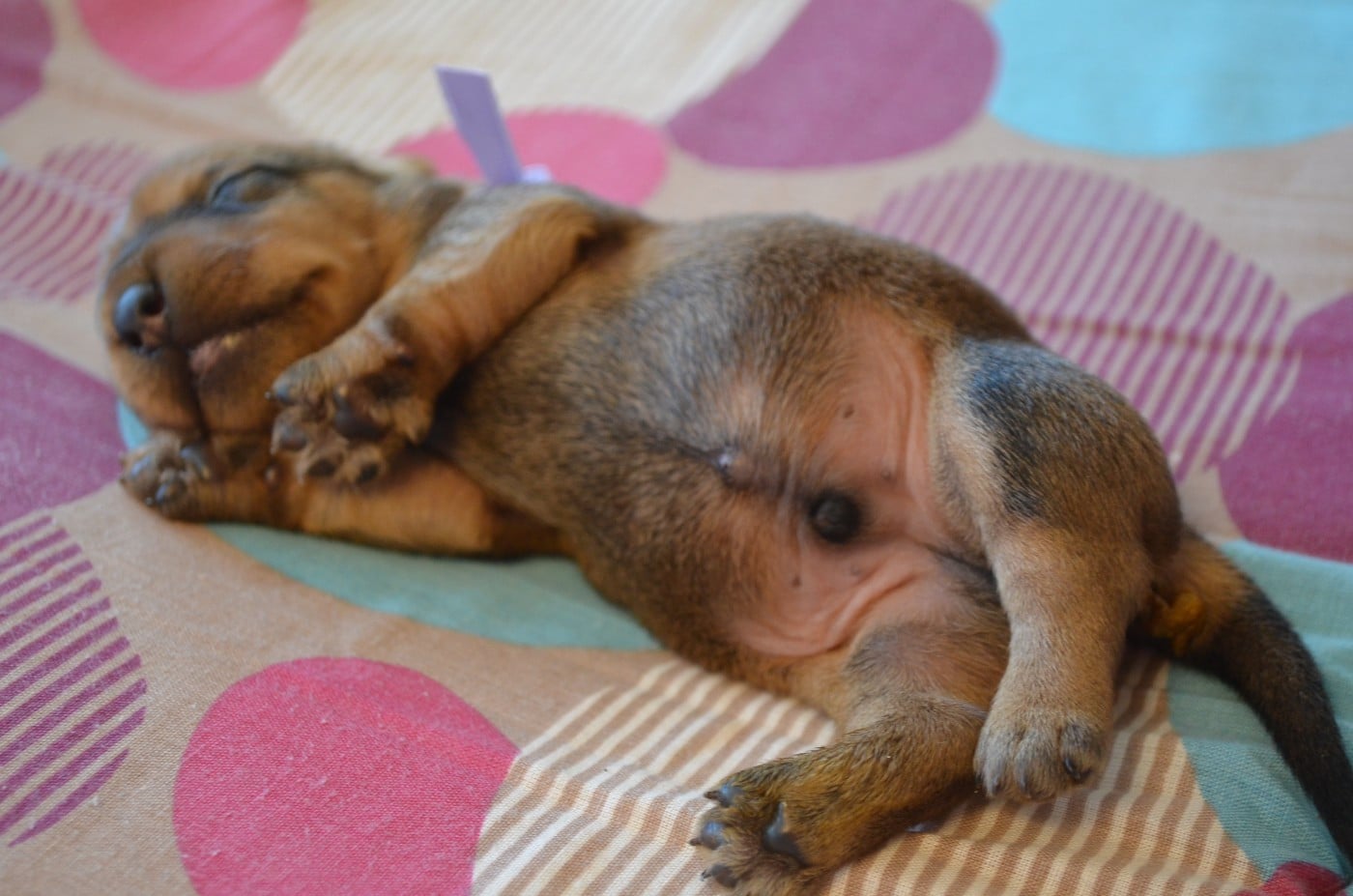 CHIOT 1