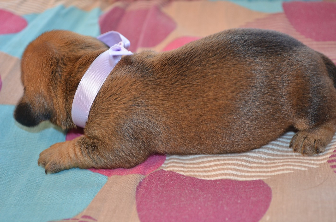 CHIOT 1