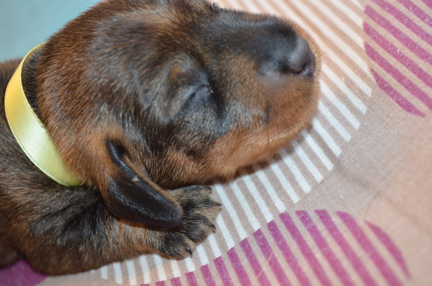CHIOT 2