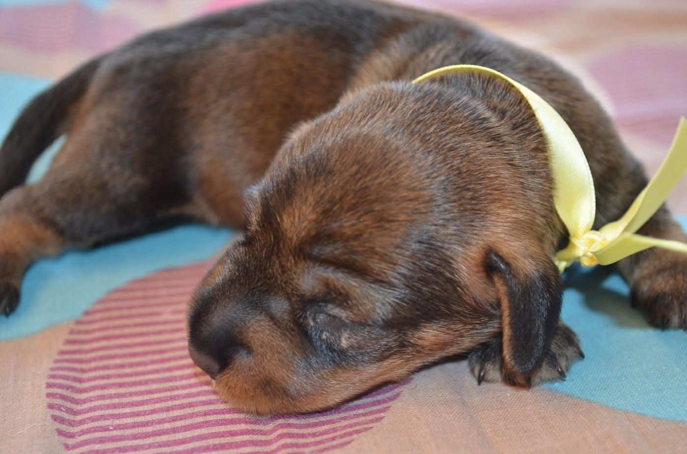 CHIOT 2