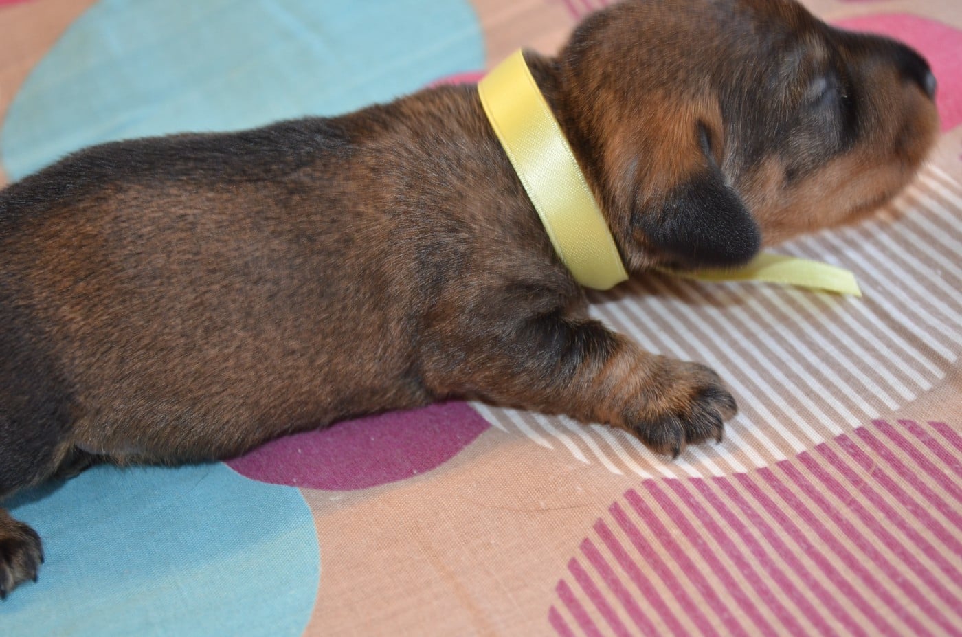 CHIOT 2