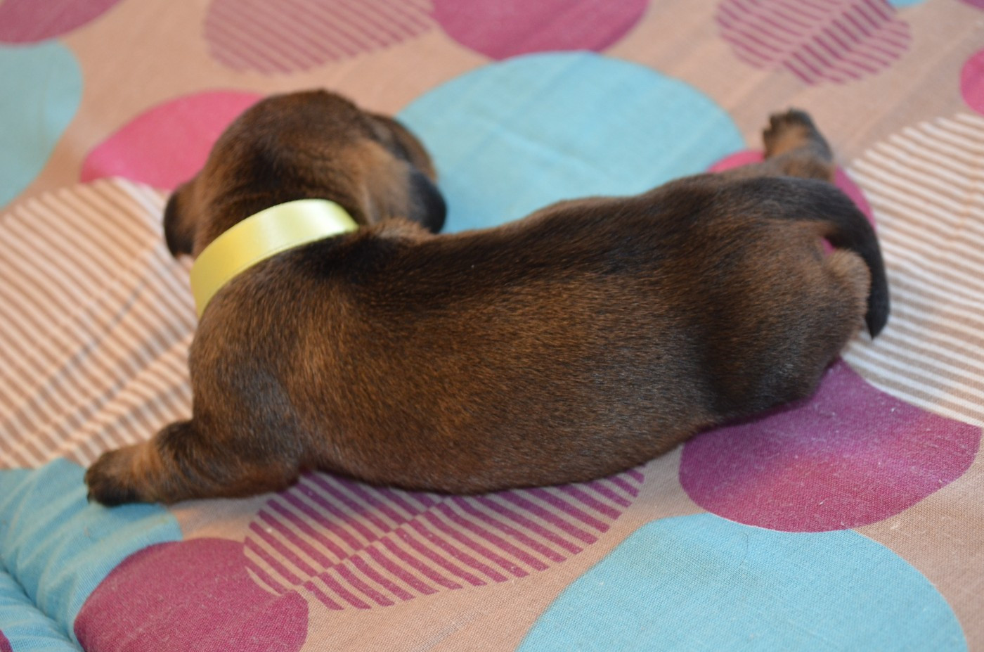 CHIOT 2