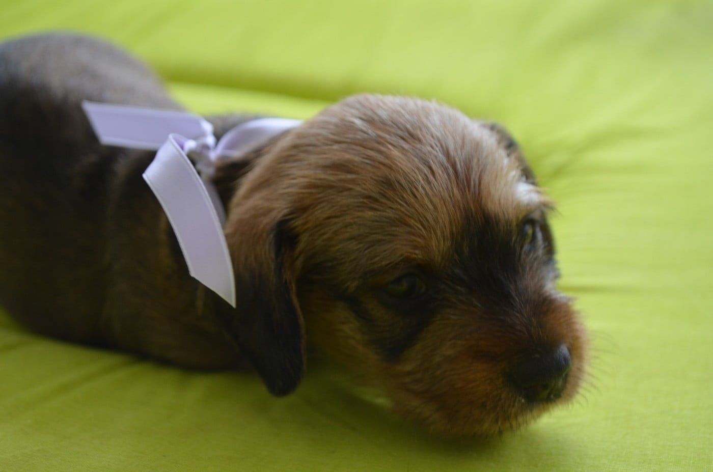 CHIOT 1