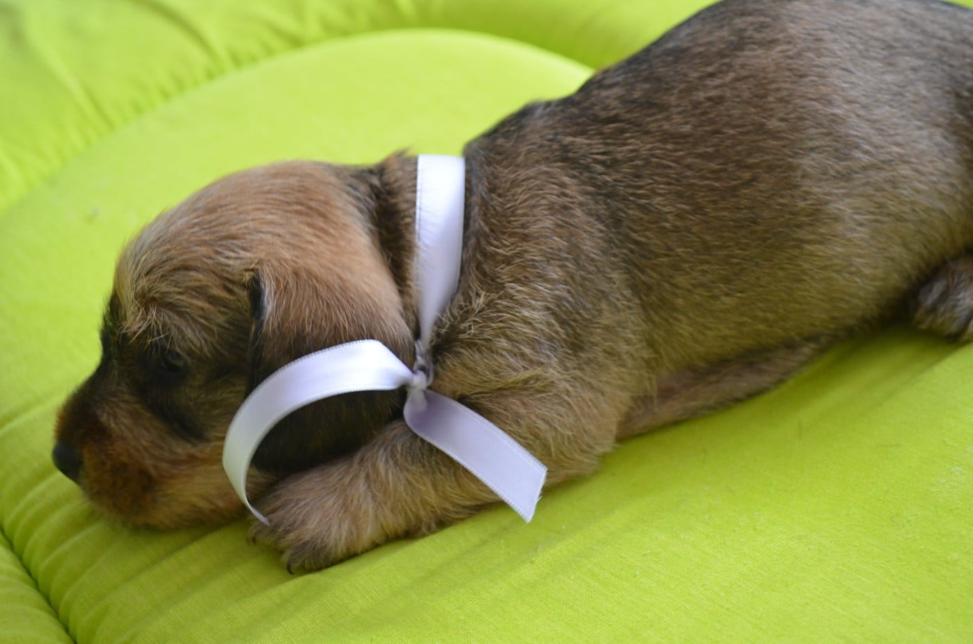 CHIOT 1