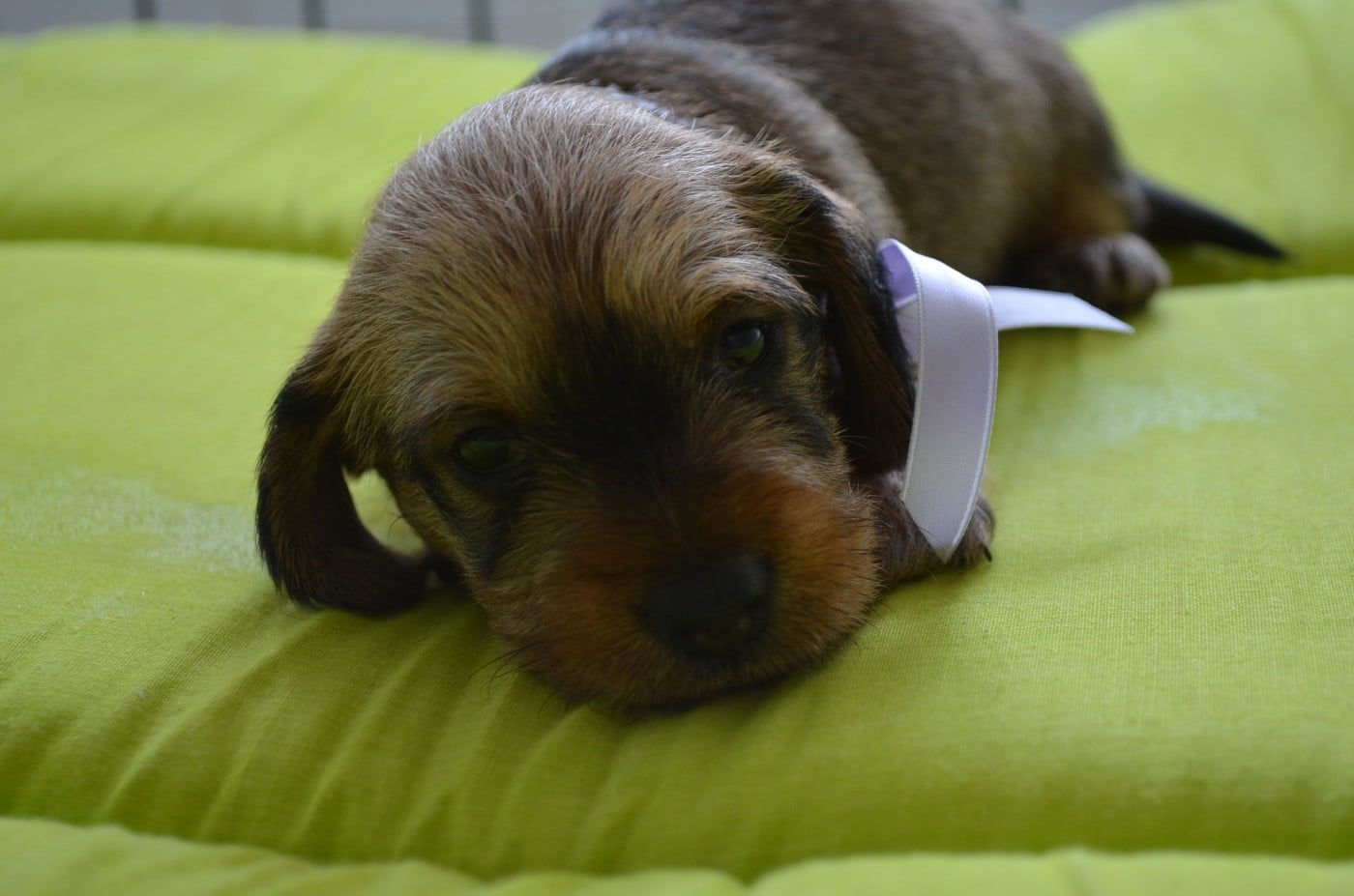 CHIOT 1