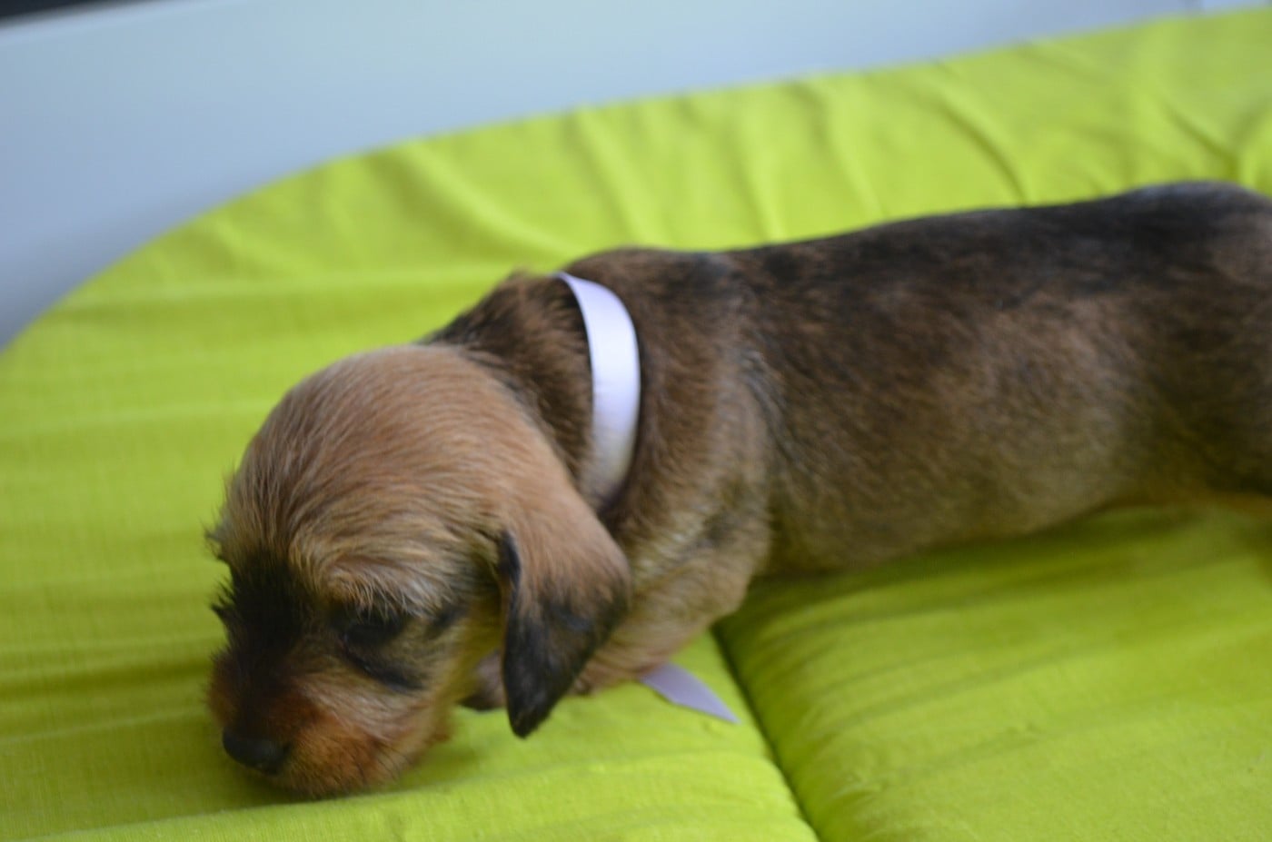 CHIOT 1