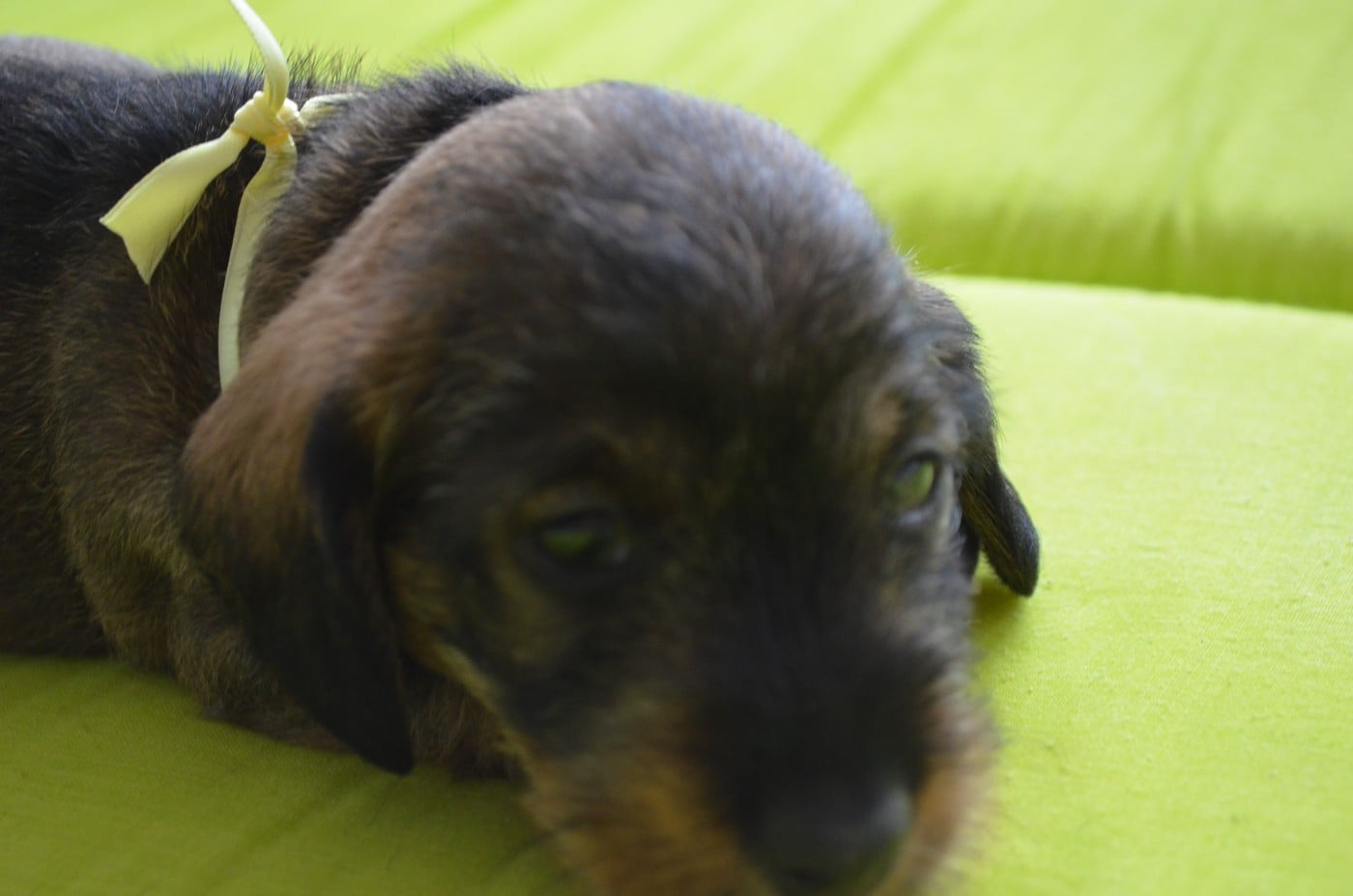 CHIOT 2