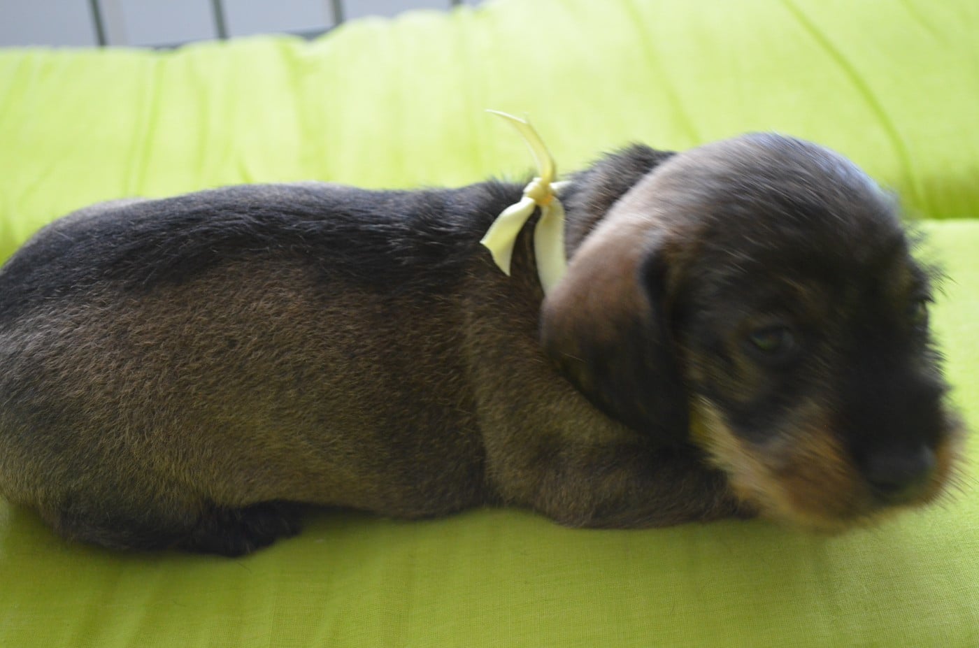 CHIOT 2