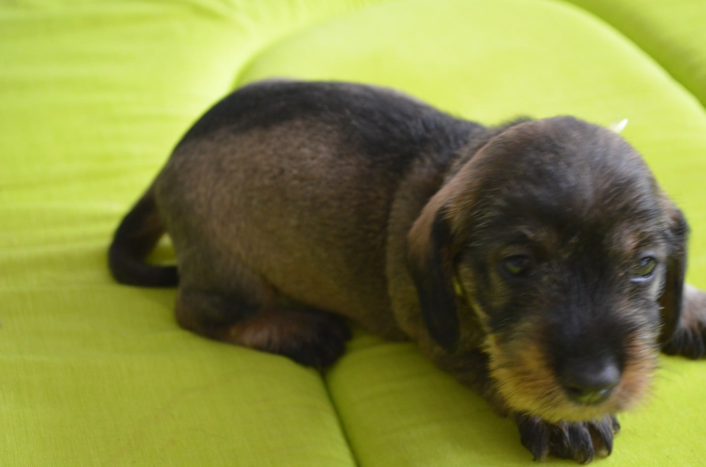 CHIOT 2