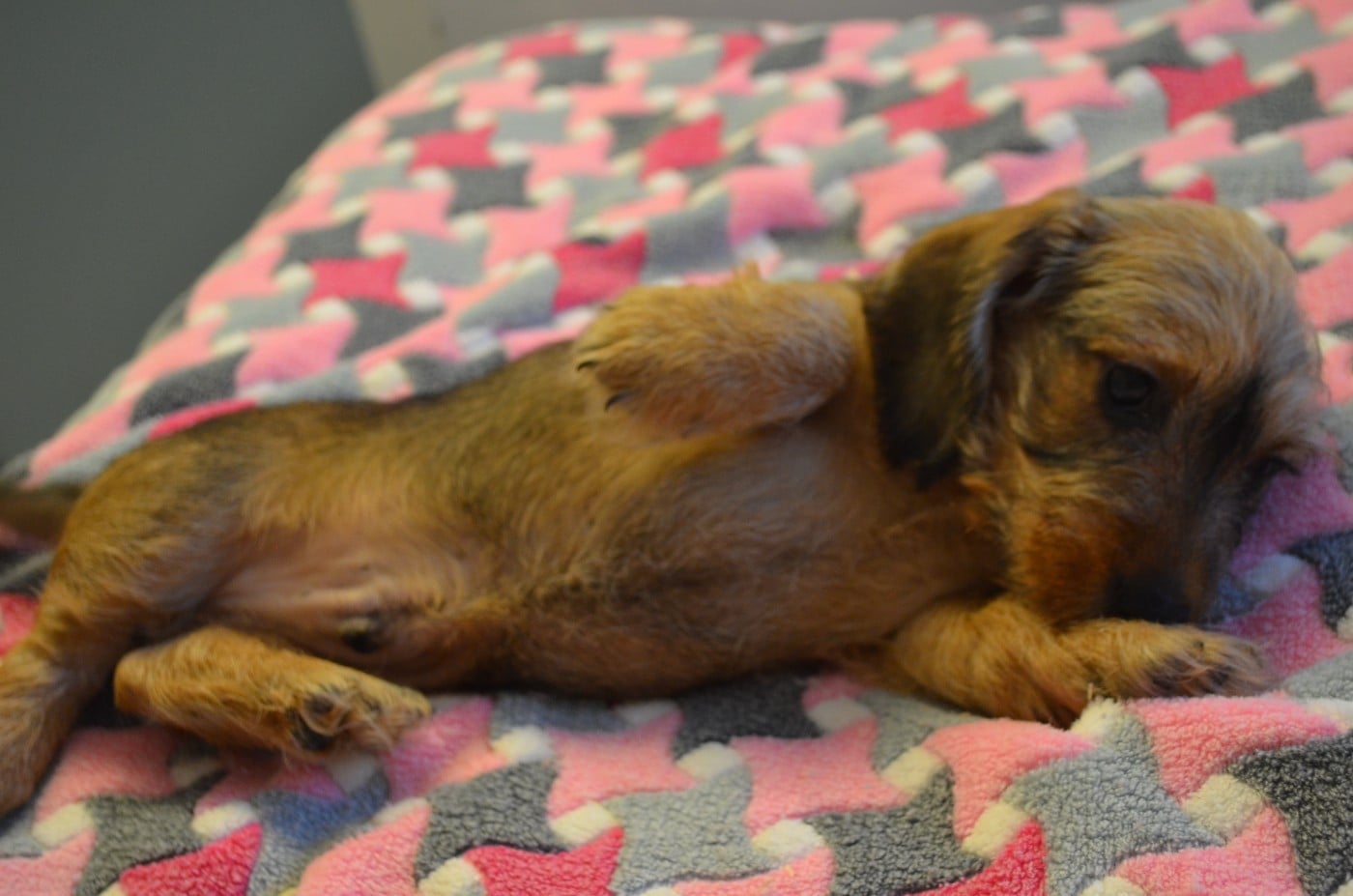CHIOT 1