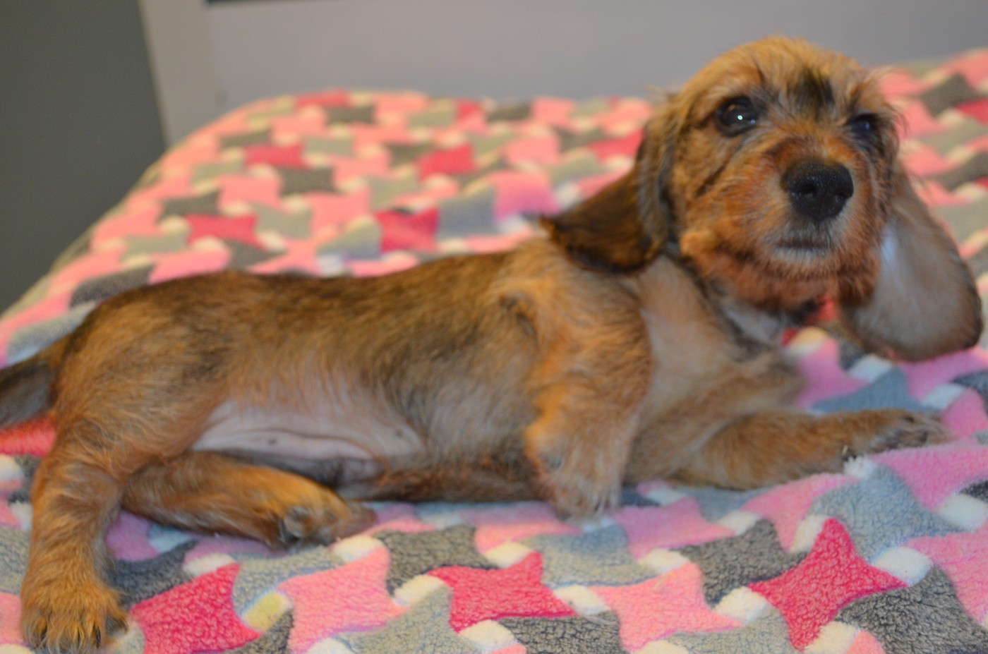 CHIOT 1