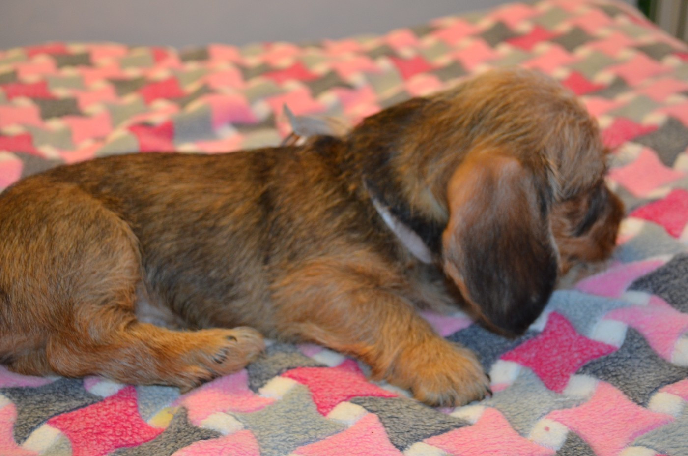 CHIOT 1