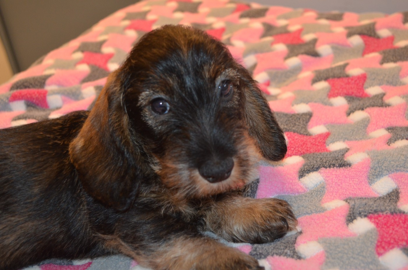 CHIOT 2