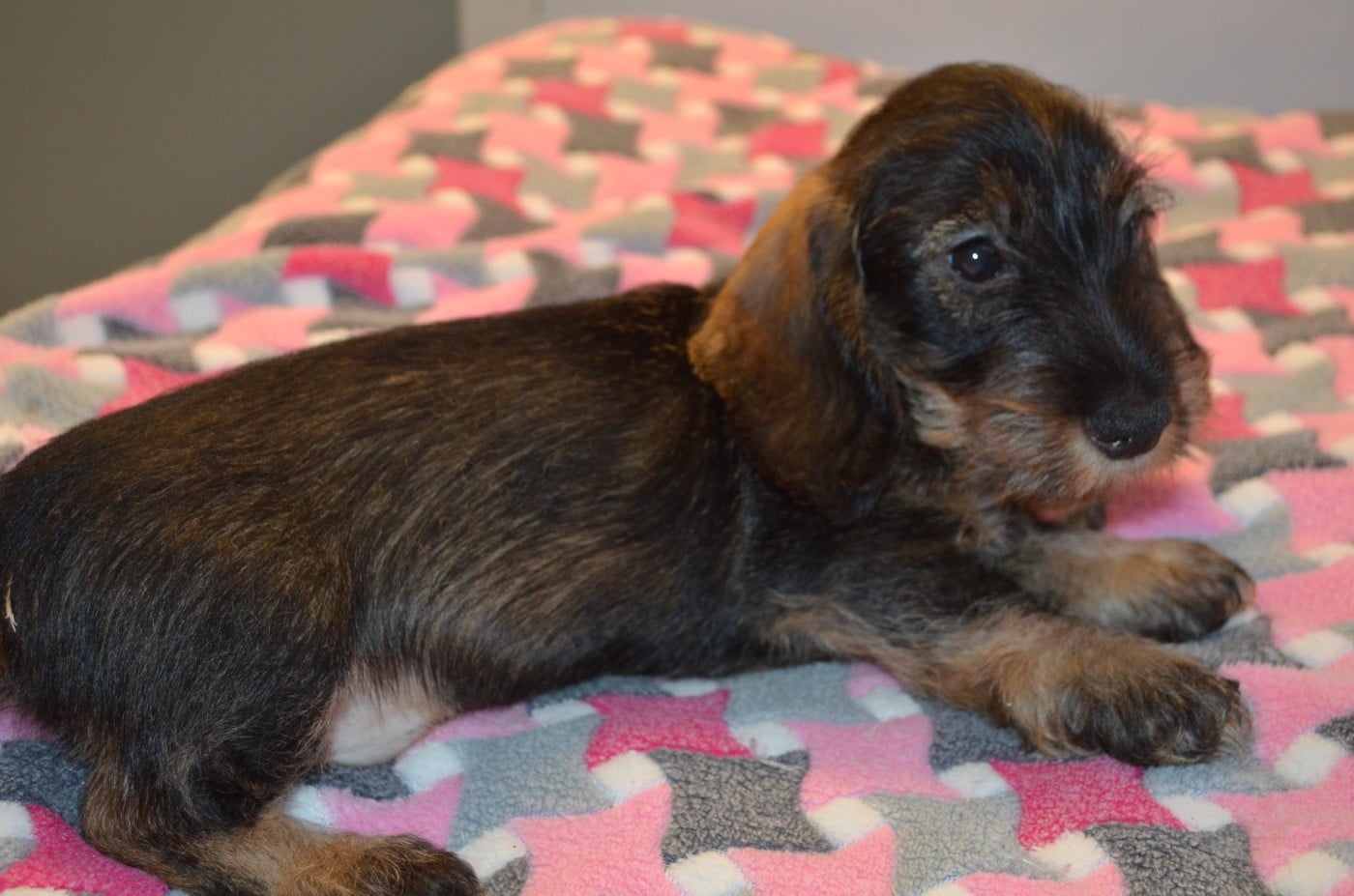 CHIOT 2