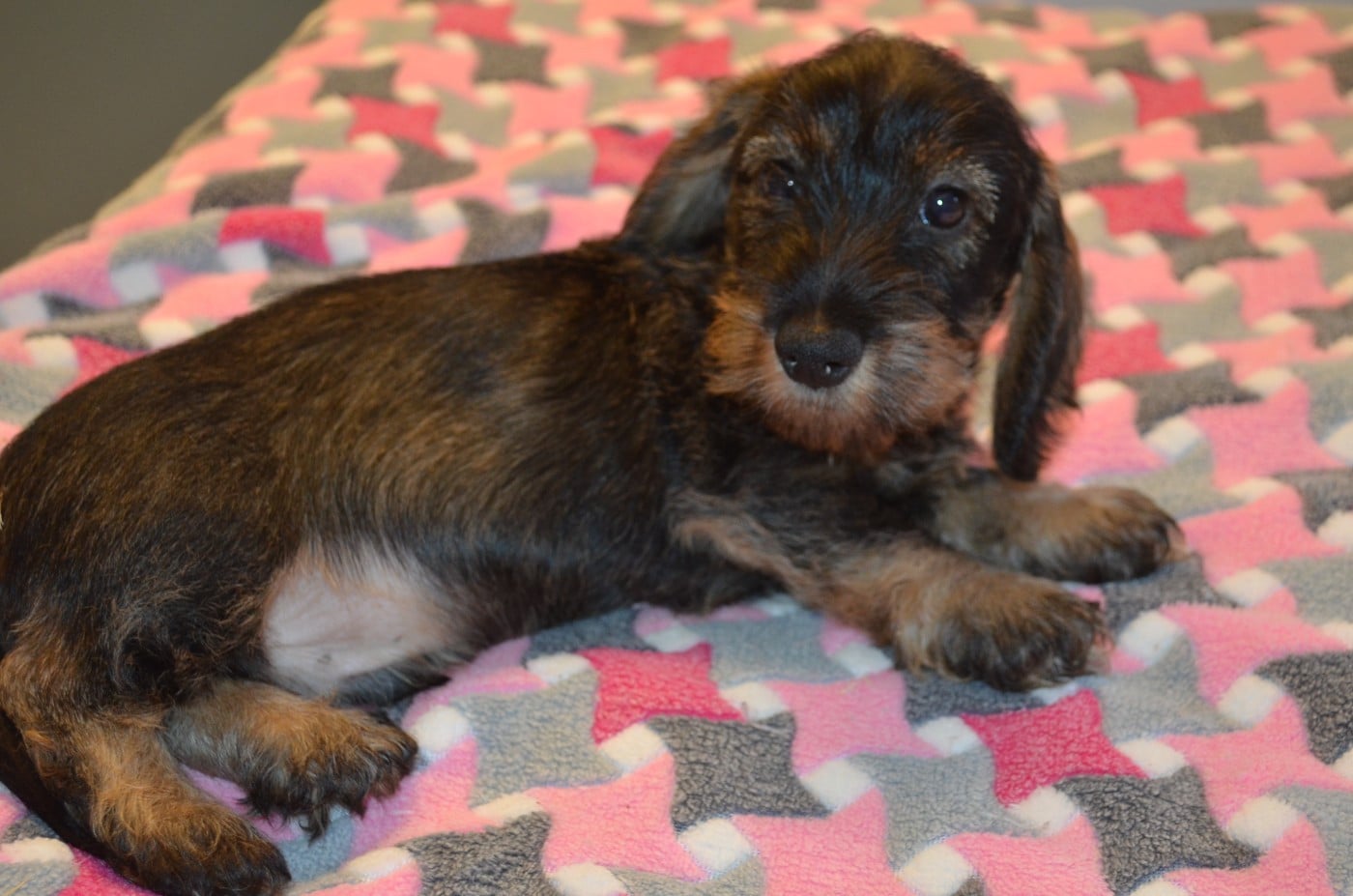 CHIOT 2