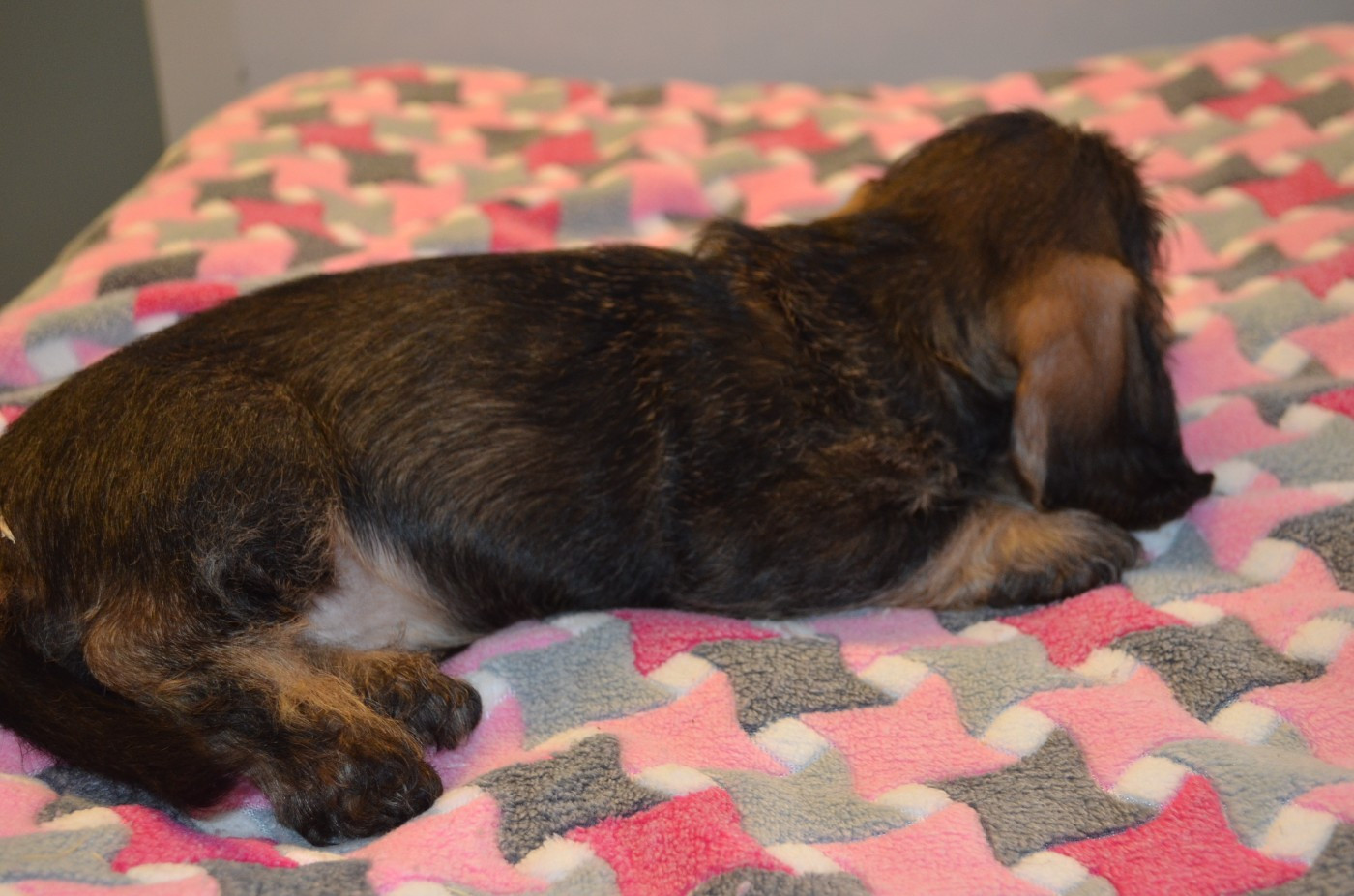 CHIOT 2