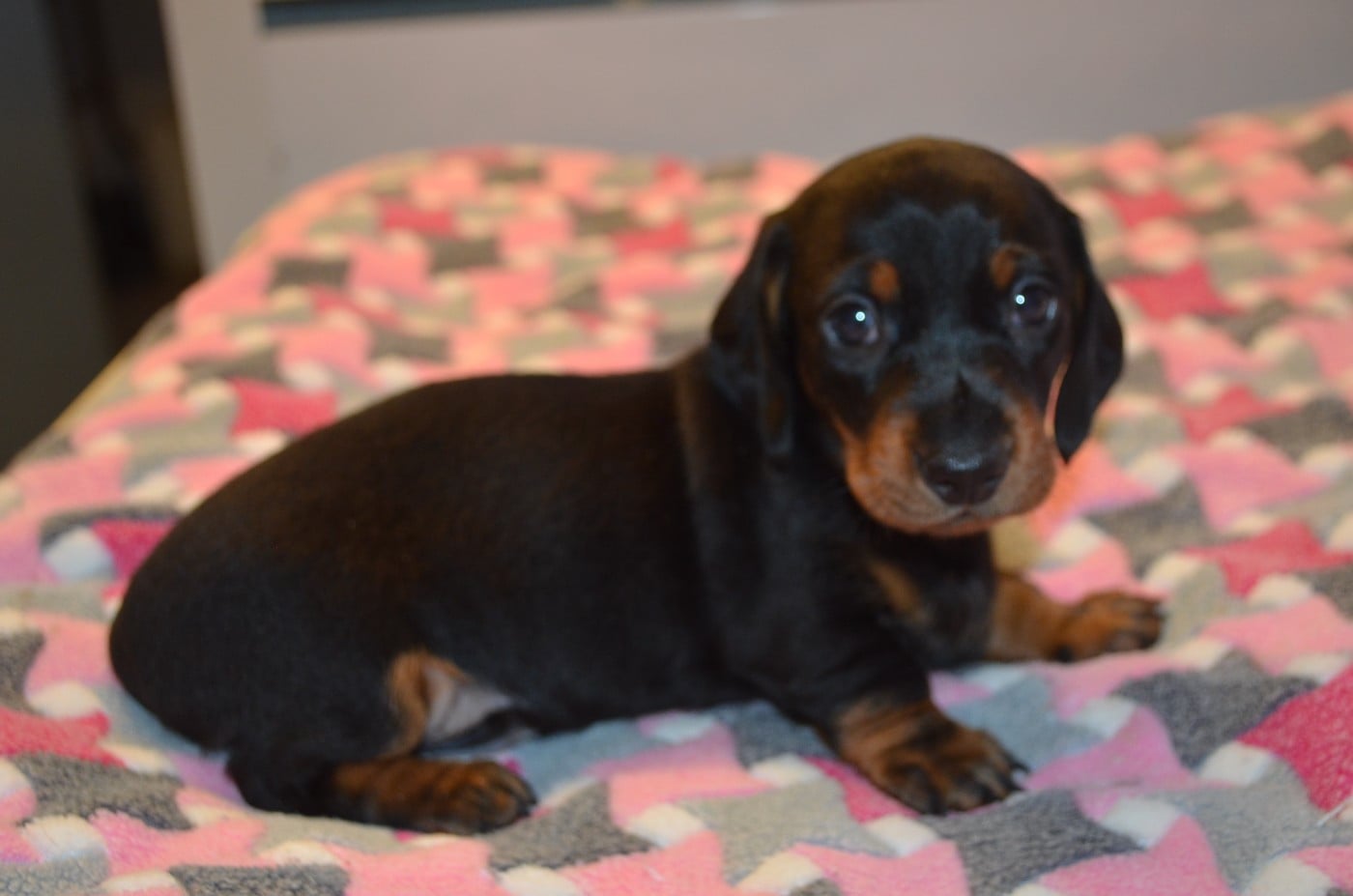 Chiot N°2